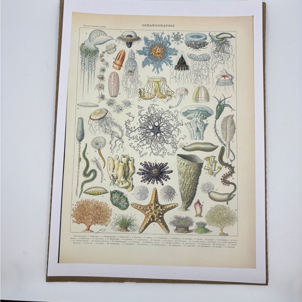French Oceanographic Wonders Art Print